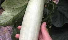 吃的千万网红的瓜,揭秘千万粉丝背后的美食秘密